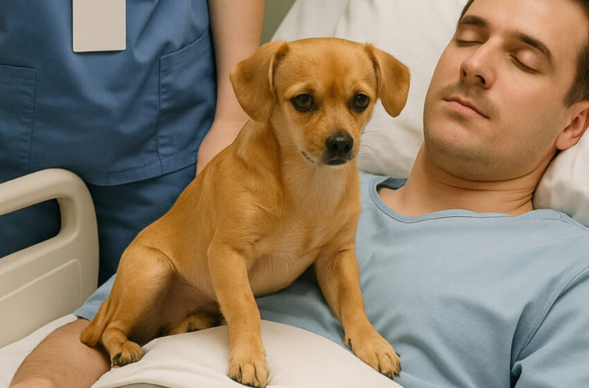  Läkarna hade fattat beslutet att koppla bort den unge polisen från livsuppehållande maskiner. Hunden som tog farväl gjorde ett mirakel som var svårt att tro på.